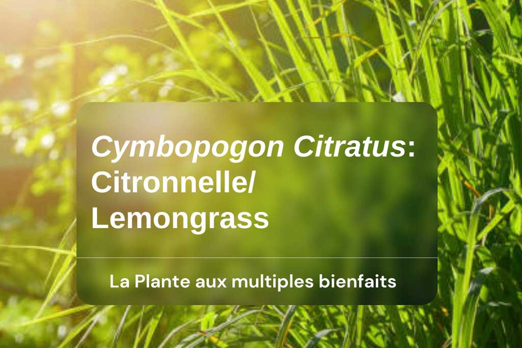 CYMBOPOGON CITRATUS