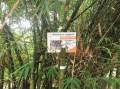 bambou-de-chine