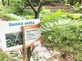 cassia