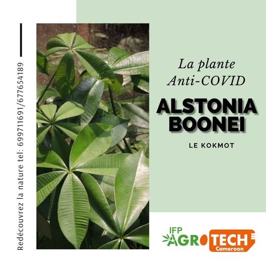 Alstonia boonei